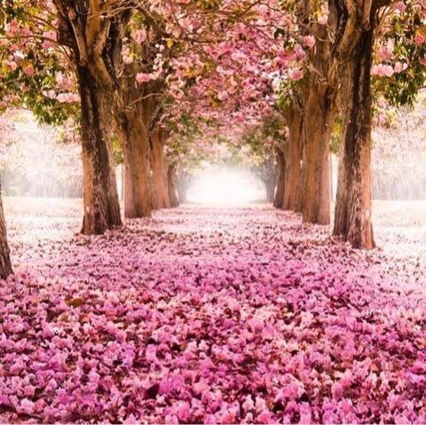 pink_path